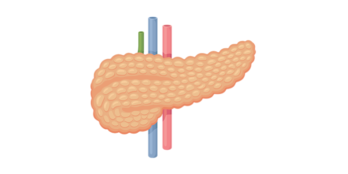 Illustration of pancreas